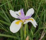 Dietes Grandiflora - Wild Iris