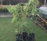 5 Chess nuts. fruits