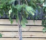 3 Fig trees for sale