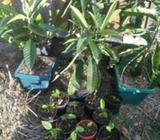 Loquat trees