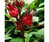 Rosella hibiscus plant