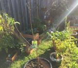 Two Granny Smith apple trees