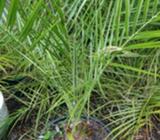 Date Palm established