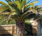 mature date palm, excellent condition