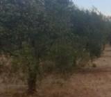 Bare rooted established olive trees