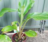 Abyssinian Banana Palm plant