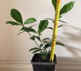 Florida gardenia 32cm high