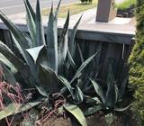 Plant one over one mt