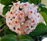 Hoya Carnosa