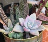 Succulent Arrangements