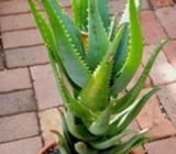 SUCCULENT Aloe Croc's Jaws
