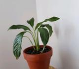 Peace lilly ,indoor plant