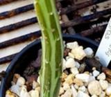 SUCCULENT Senecio Stapeliformis Minor