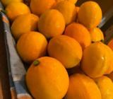 Wanted: Home grown Meyer Lemon