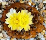 SUCCULENT Copiapoa Hypogea