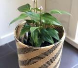 Painters palette Anthurium andraenum Flamingo flower