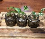 Cuttings in propagation hanging jars- pothos and begonia maculata