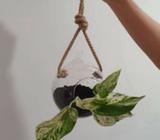 Marble queen pothos hanging glass terrarium