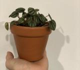 Peperomia piccolo banda