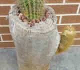 CACTUS IN A TREE STUMP_2