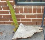 CACTUS IN A TREE STUMP_1