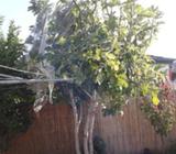 Fig tree. 80$