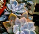 SUCCULENT Graptoveria Tricolor