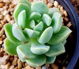 SUCCULENT Sedeveria Spring Jade