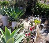 Various plants and flowers, cactus',Lily flowers, and more