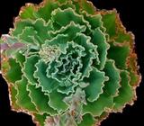 SUCCULENT Echeveria Blue Waves