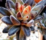 SUCCULENT Kalanchoe Tomentosa