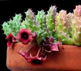 SUCCULENT Huernia Schneideriana