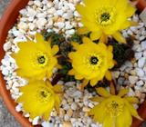 SUCCULENT Echinopsis arachnacantha