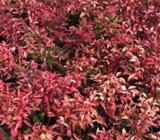Nandina Dwarf