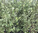 Pittosporum 
