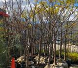 Trees -Melia Azedarach