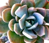 SUCCULENT Pachyveria Supreme
