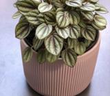 Peperomia