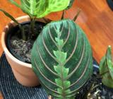Maranta leuconeura 'prayer plant'