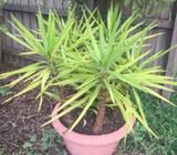 Large 5 headed Yakka Plant