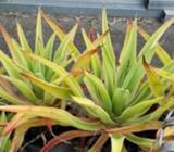 Green and gold agave