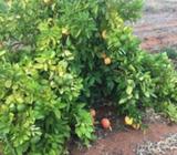 Wanted: Citrus picker