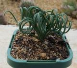 Albuca Spiralis - Rare Bulbous Succulent Plant