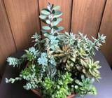 Succulents Massive Pot