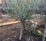 olive tree 2 years old 2 meters high