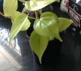 Wanted: Rare lemon lime philodrendron
