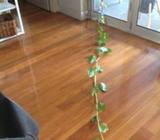 Wanted: Devil ivy 2 meters long