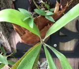 Elkhorn Fern
