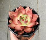 Rare Succulents - Echeveria Agavoides Bloody