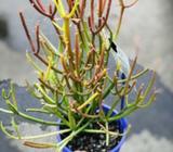 Euphorbia Firestick Succulent